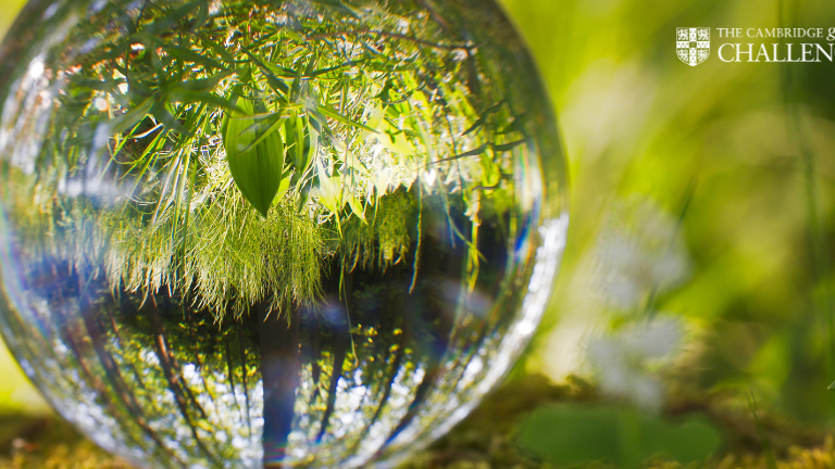 green plant with glass ball