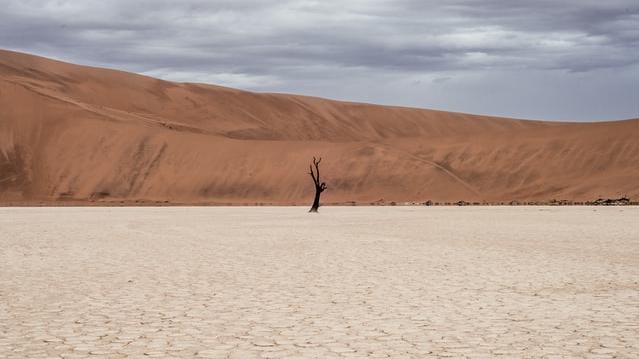 desertification example of tree alone in dry land